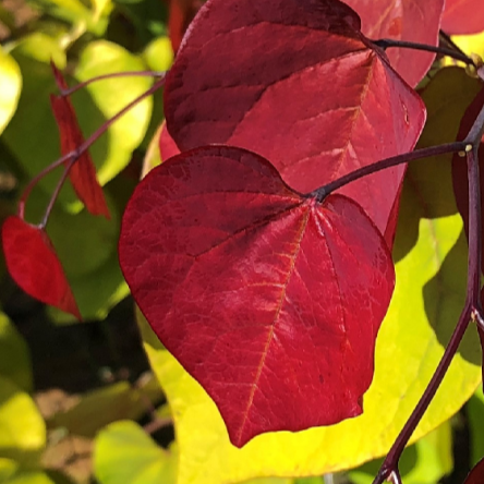 Bilde av Cercis can. Eternal Flame-Spanne Plantesalg