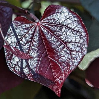 Bilde av Cercis canadensis 'Black Pearl'-Spanne Plantesalg