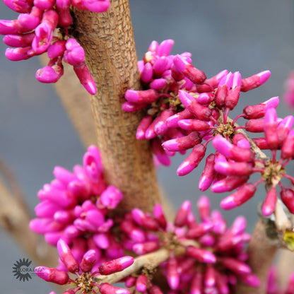 Bilde av Cercis canadensis 'Merlot'-Spanne Plantesalg