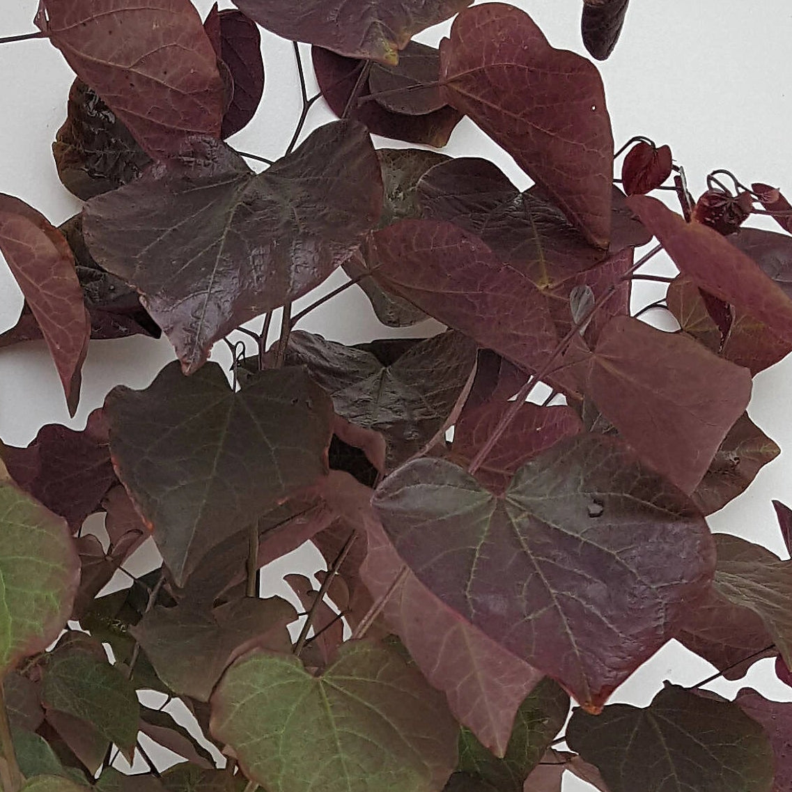 Bilde av Cercis canadensis 'Merlot'-Spanne Plantesalg