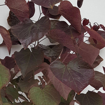 Bilde av Cercis canadensis 'Merlot'-Spanne Plantesalg