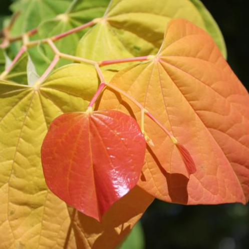 Bilde av Cercis canadensis 'Rising Sun'-Spanne Plantesalg