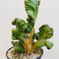 Bilde av Cereus coral cristata-Spanne Plantesalg