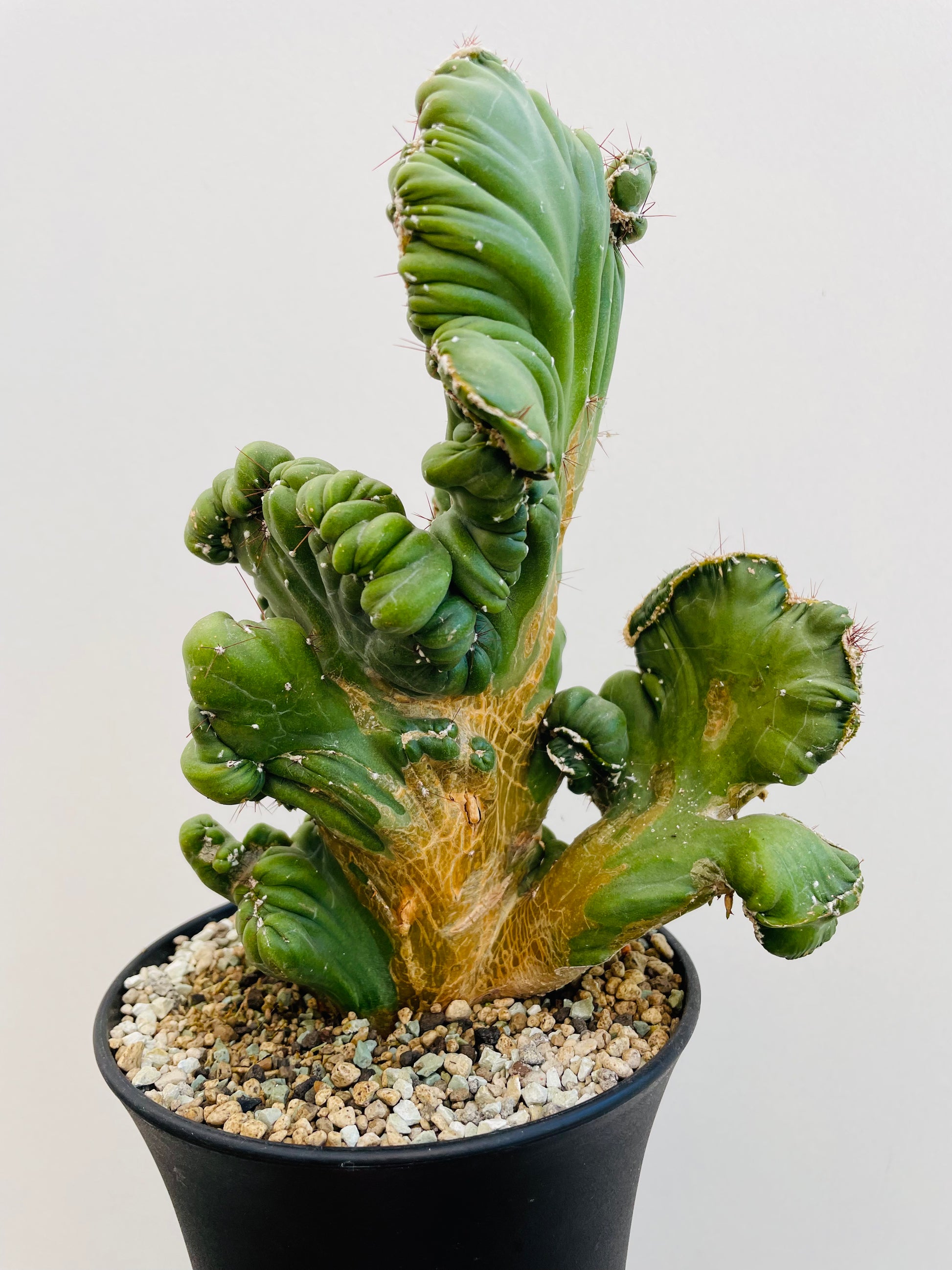 Bilde av Cereus coral cristata-Spanne Plantesalg
