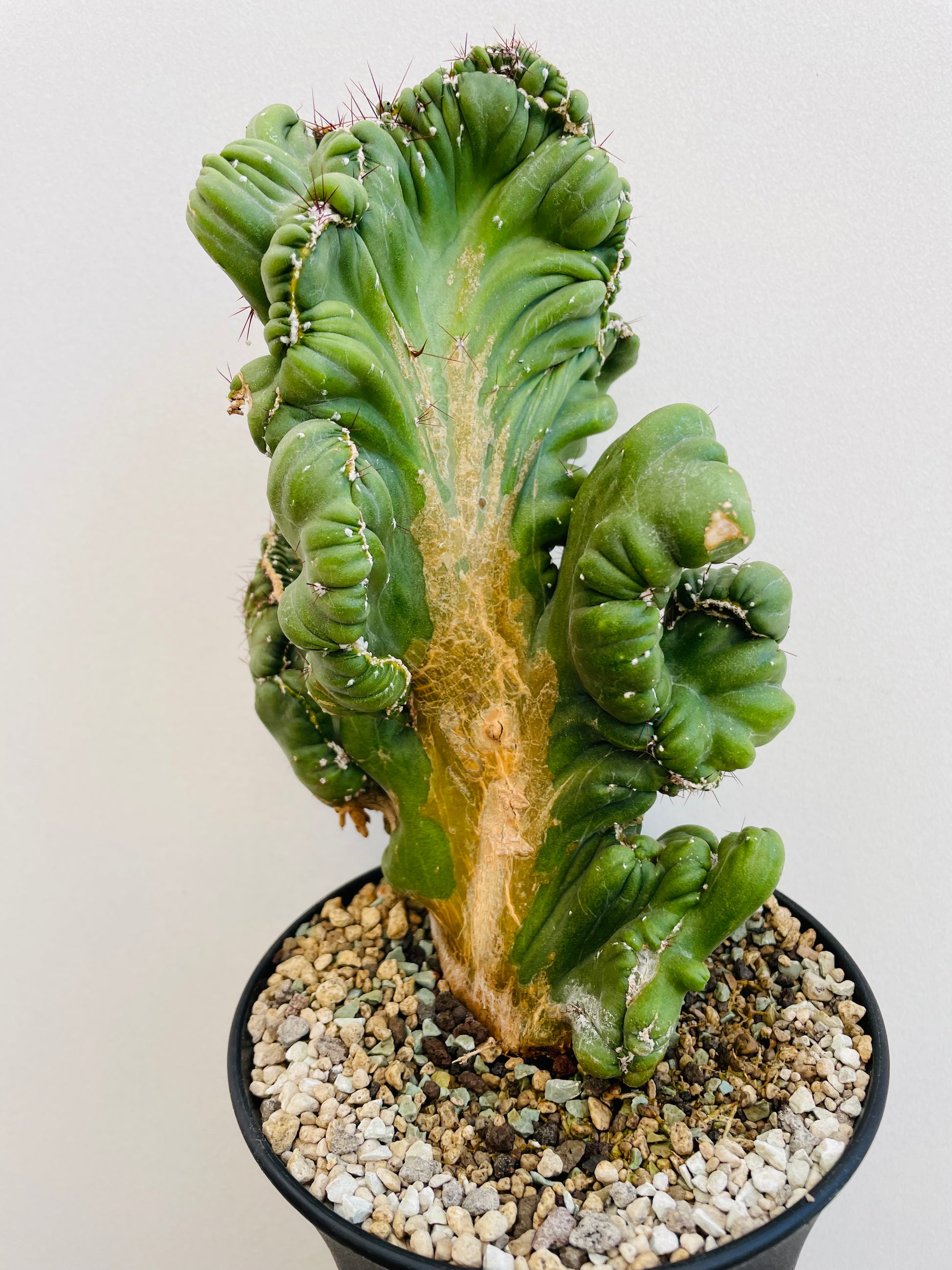 Bilde av Cereus coral cristata-Spanne Plantesalg