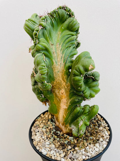 Bilde av Cereus coral cristata-Spanne Plantesalg