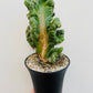 Bilde av Cereus coral cristata-Spanne Plantesalg