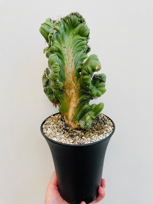 Bilde av Cereus coral cristata-Spanne Plantesalg