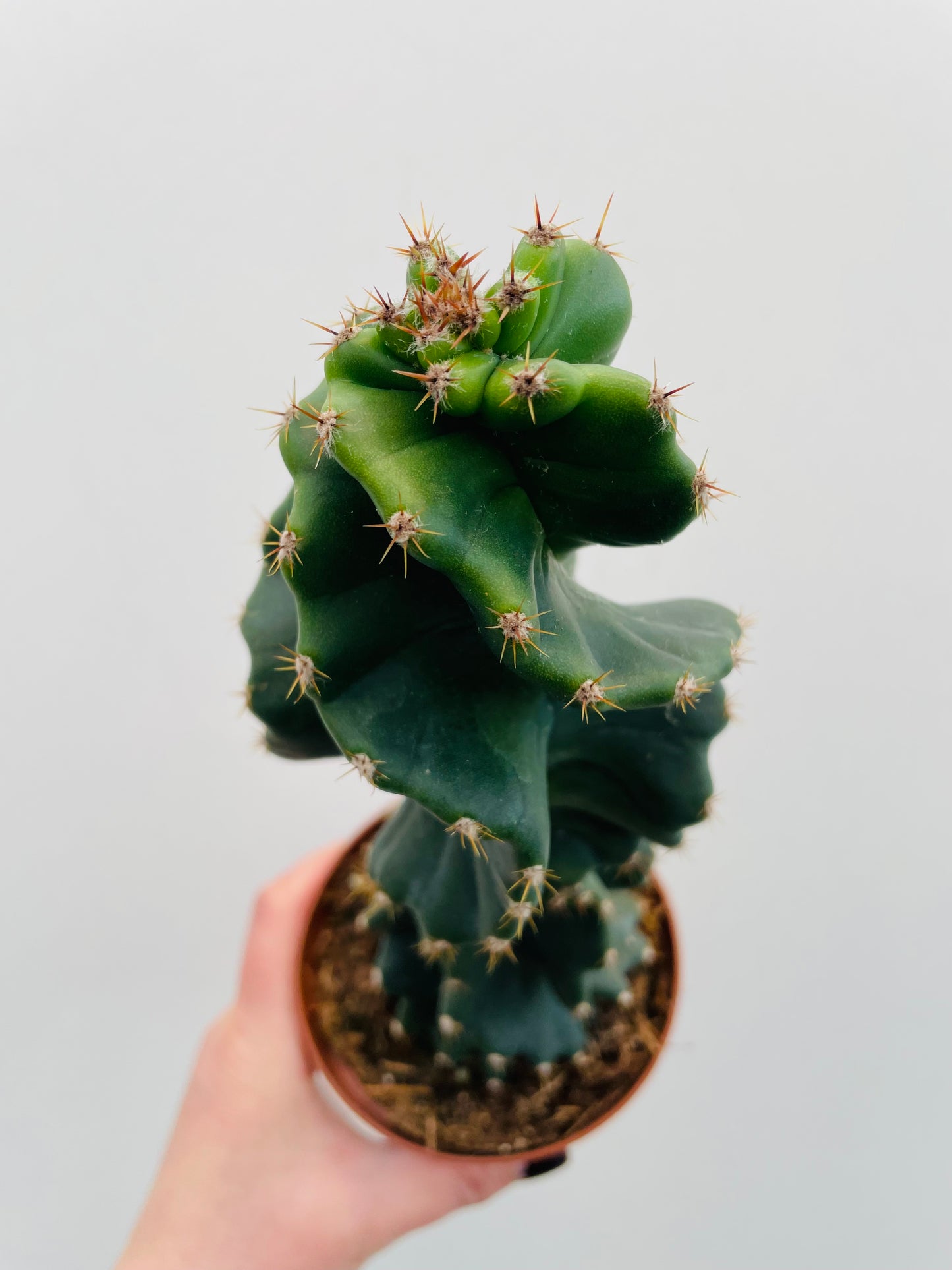 Bilde av Cereus jamacaru ‘Spiralis’-Spanne Plantesalg