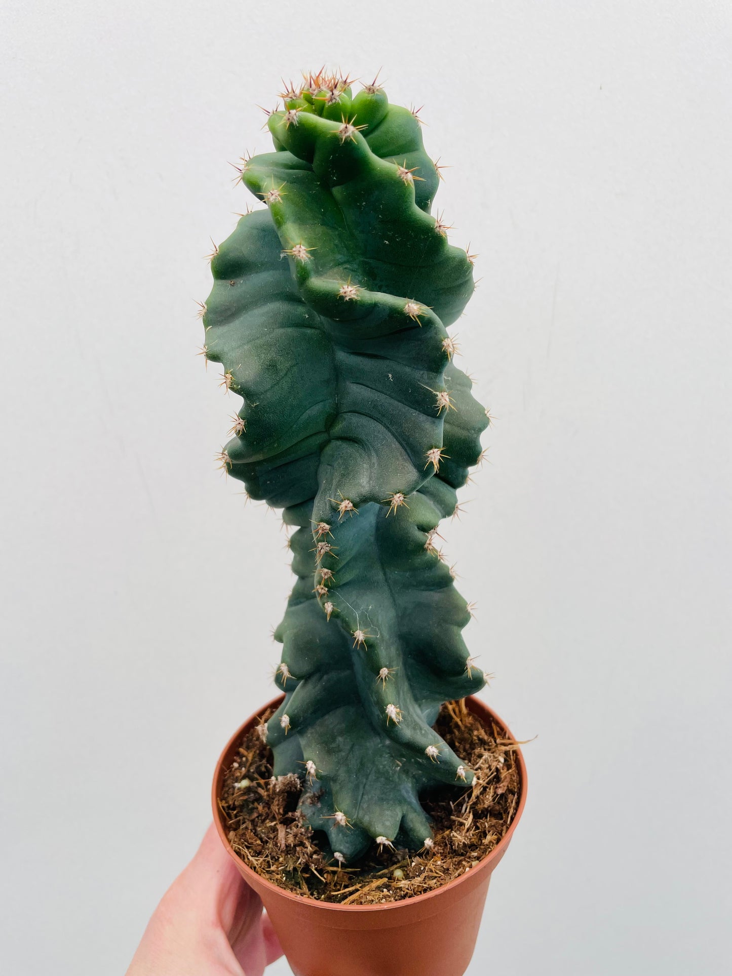 Bilde av Cereus jamacaru ‘Spiralis’-Spanne Plantesalg