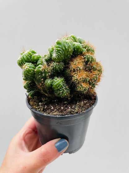 Bilde av Cereus peruvianus 9 cm potte-Spanne Plantesalg