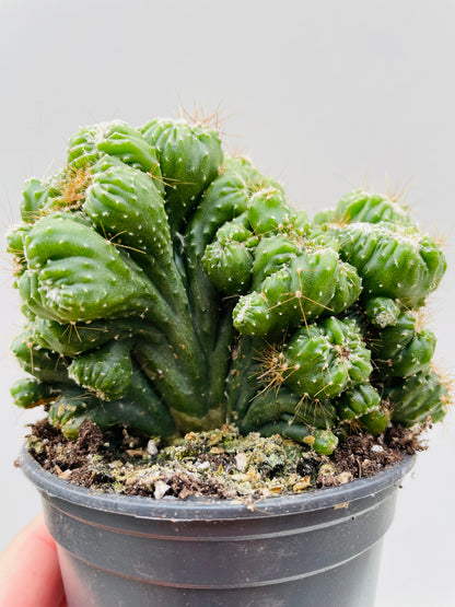 Bilde av Cereus peruvianus 9 cm potte-Spanne Plantesalg