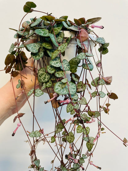 Bilde av Ceropegia woodii ‘String of Hearts’-Spanne Plantesalg