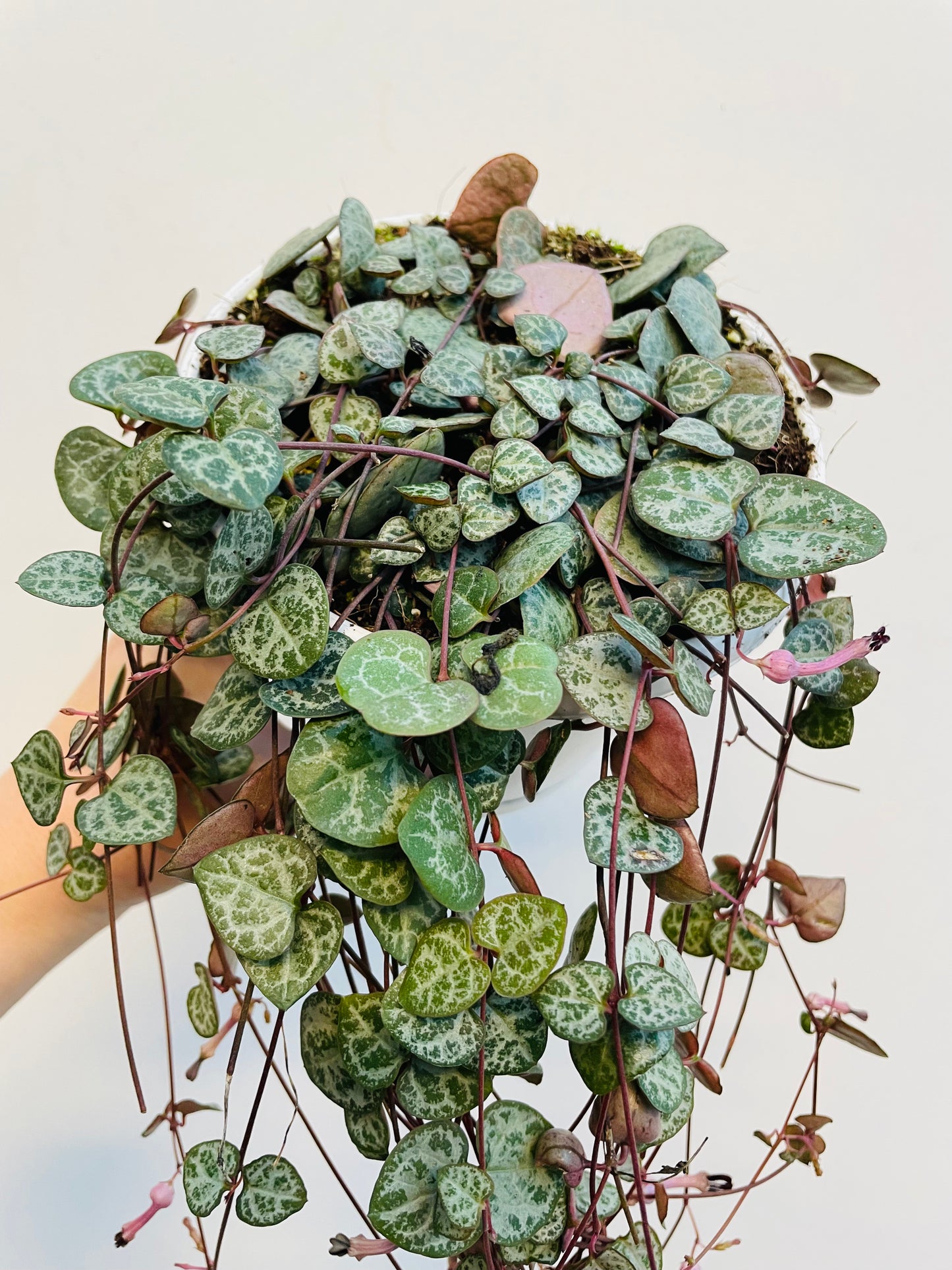 Bilde av Ceropegia woodii ‘String of Hearts’-Spanne Plantesalg