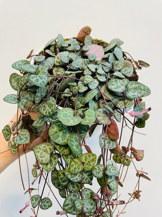 Bilde av Ceropegia woodii ‘String of Hearts’-Spanne Plantesalg