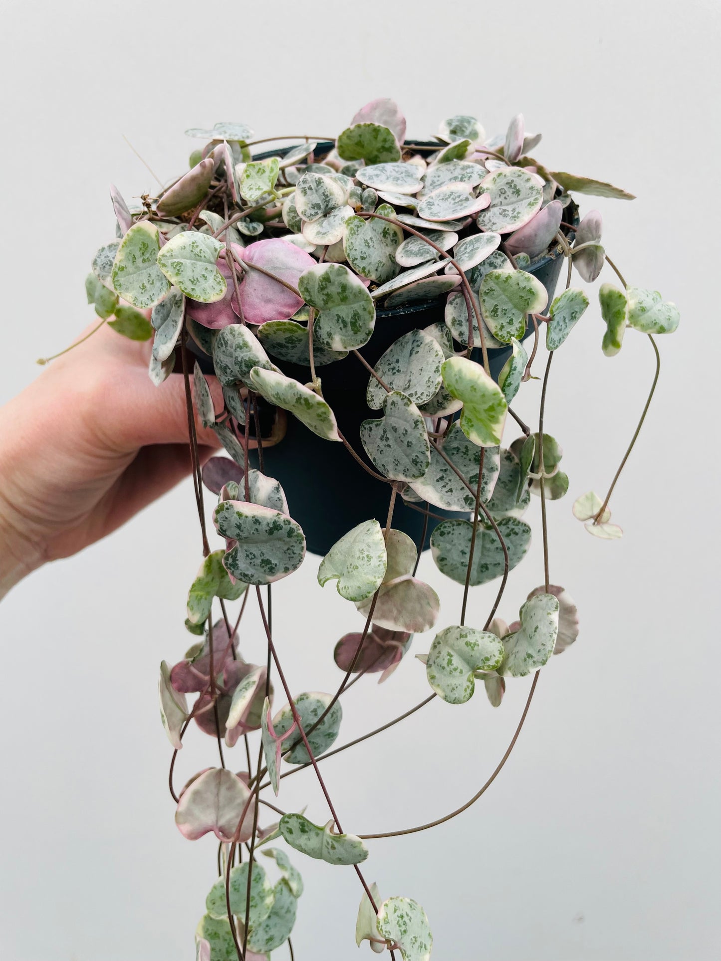 Bilde av Ceropegia woodii variegata-Spanne Plantesalg
