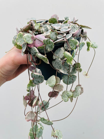 Bilde av Ceropegia woodii variegata-Spanne Plantesalg