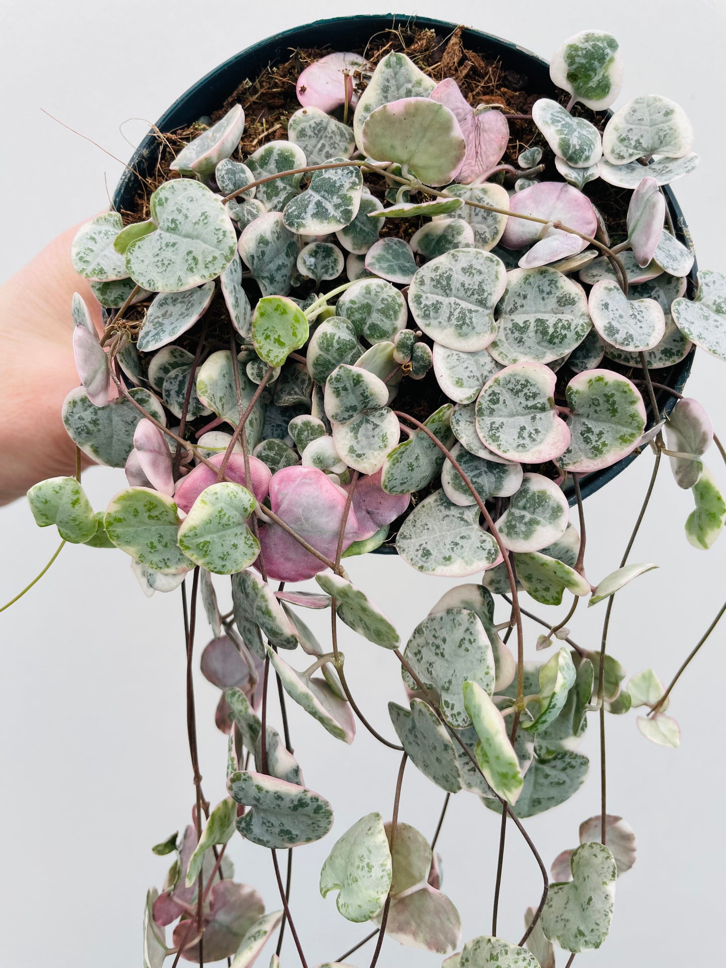 Bilde av Ceropegia woodii variegata-Spanne Plantesalg