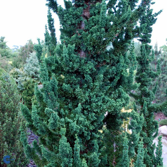 Bilde av Chamaecyparis l. 'Wissel's Saguaro'-Spanne Plantesalg