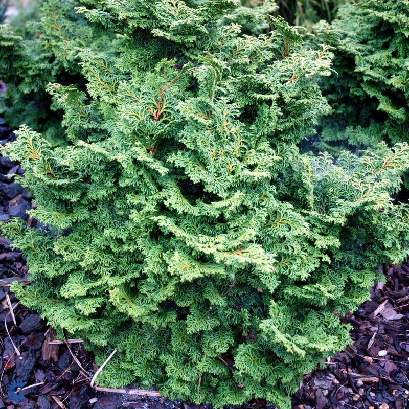 Bilde av Chamaecyparis o. 'Kosteri'-Spanne Plantesalg