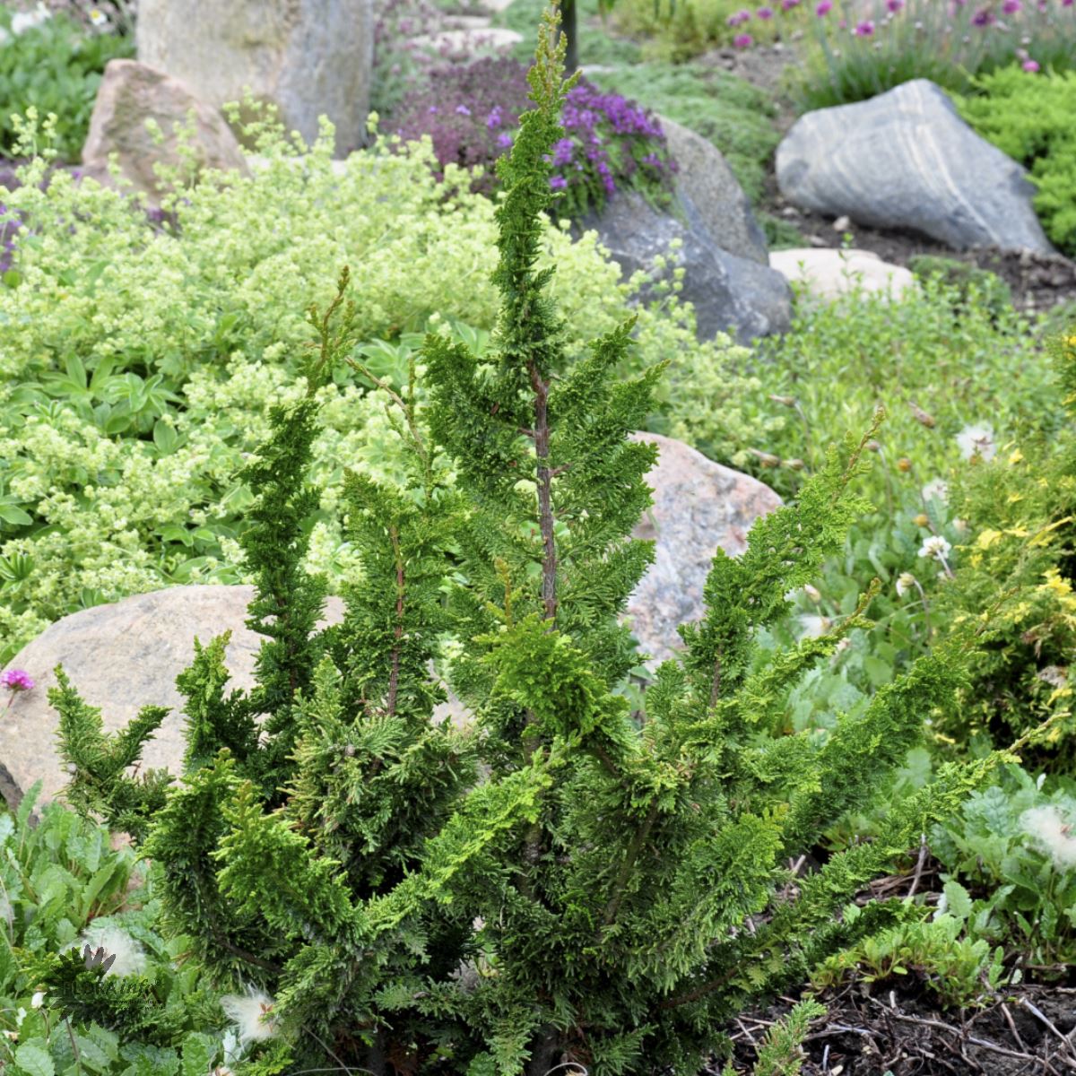 Bilde av Chamaecyparis o. 'Teddy Bear'-Spanne Plantesalg
