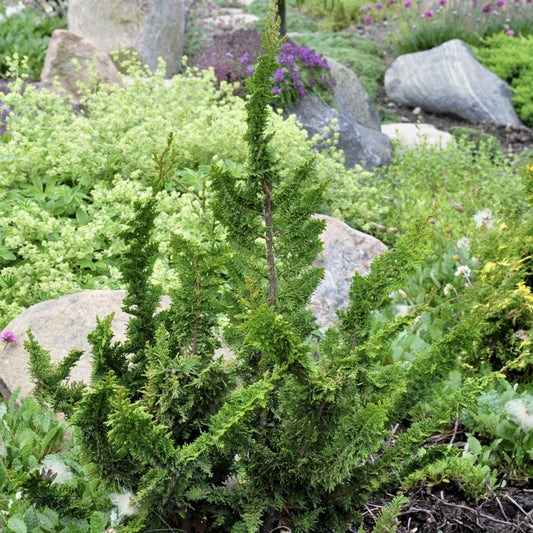 Bilde av Chamaecyparis o. 'Teddy Bear'-Spanne Plantesalg