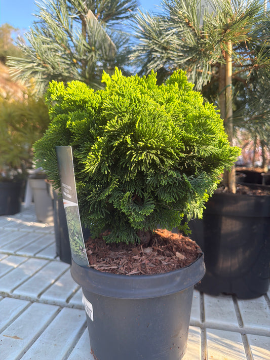 Bilde av Chamaecyparis obt. Nana Aurea-Spanne Plantesalg