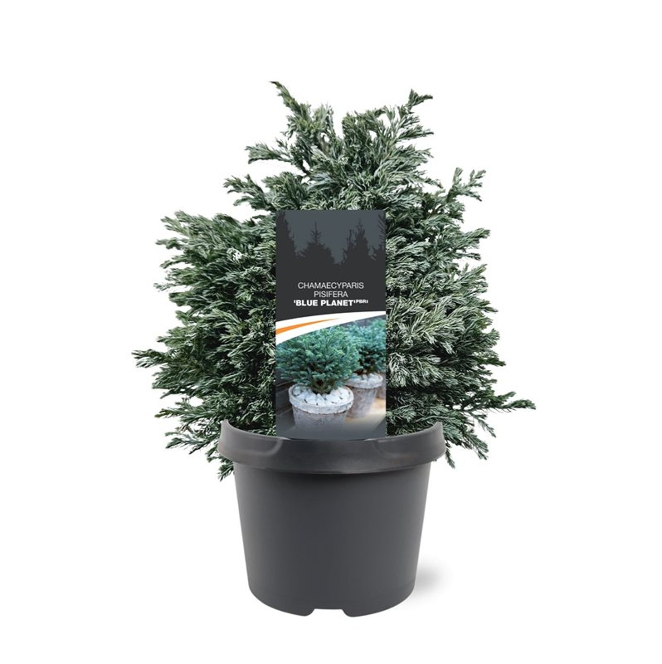 Bilde av Chamaecyparis p. 'Blue Planet'-Spanne Plantesalg