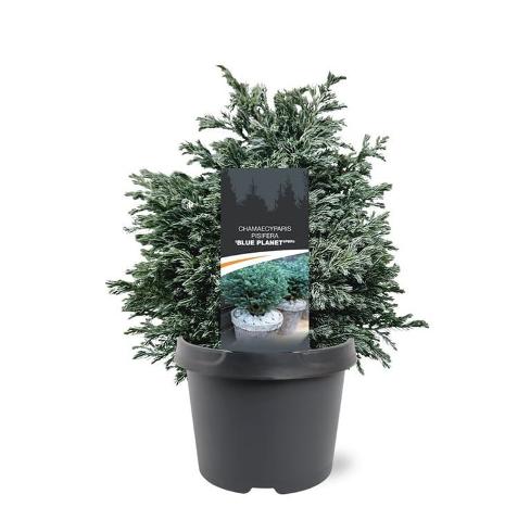 Bilde av Chamaecyparis pis. Blue Planet-Spanne Plantesalg
