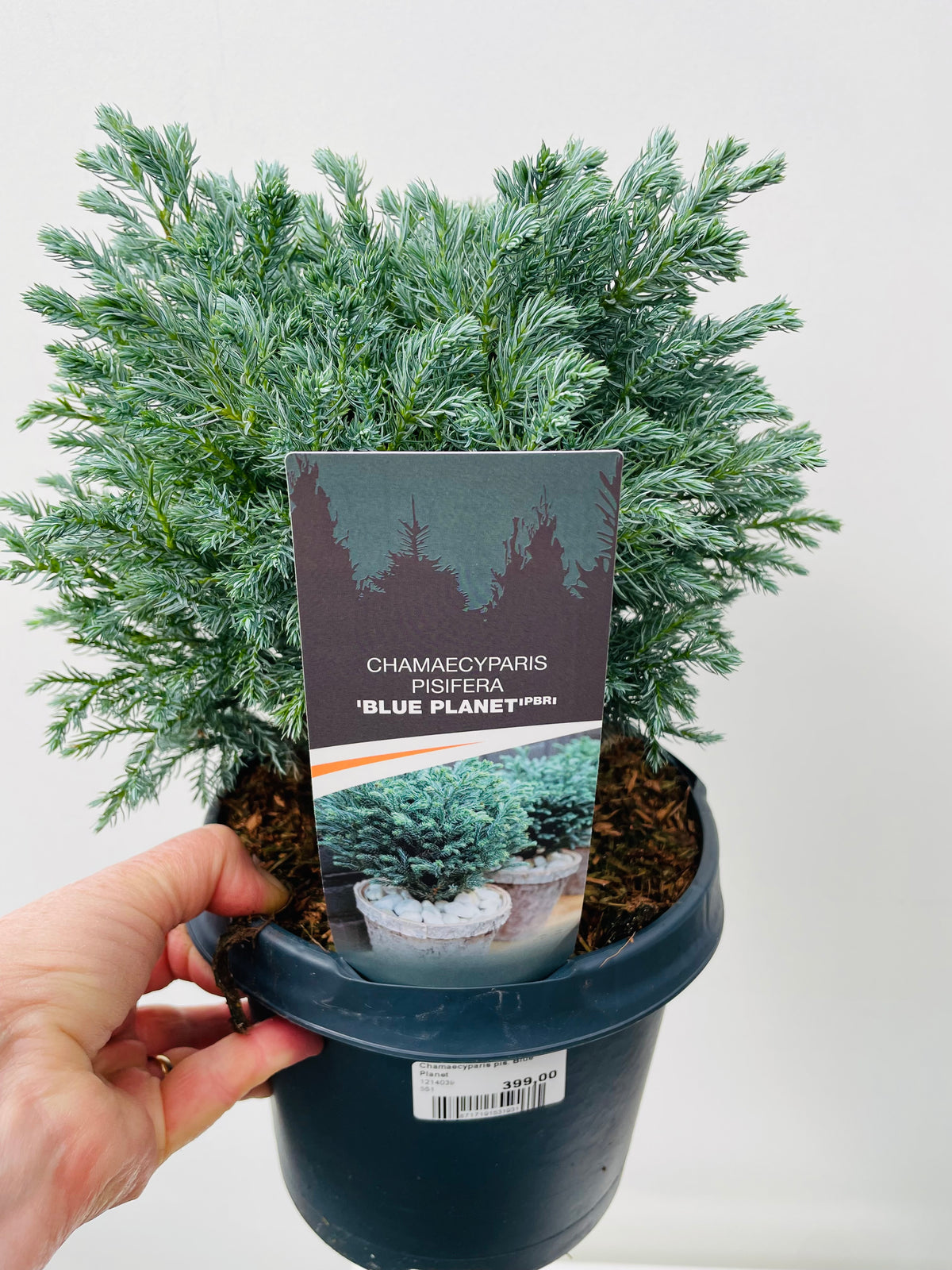 Bilde av Chamaecyparis pis. Blue Planet-Spanne Plantesalg