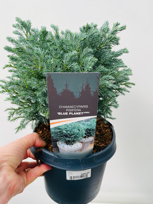 Bilde av Chamaecyparis pis. Blue Planet-Spanne Plantesalg