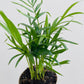 Bilde av Chamaedorea elegans-Spanne Plantesalg