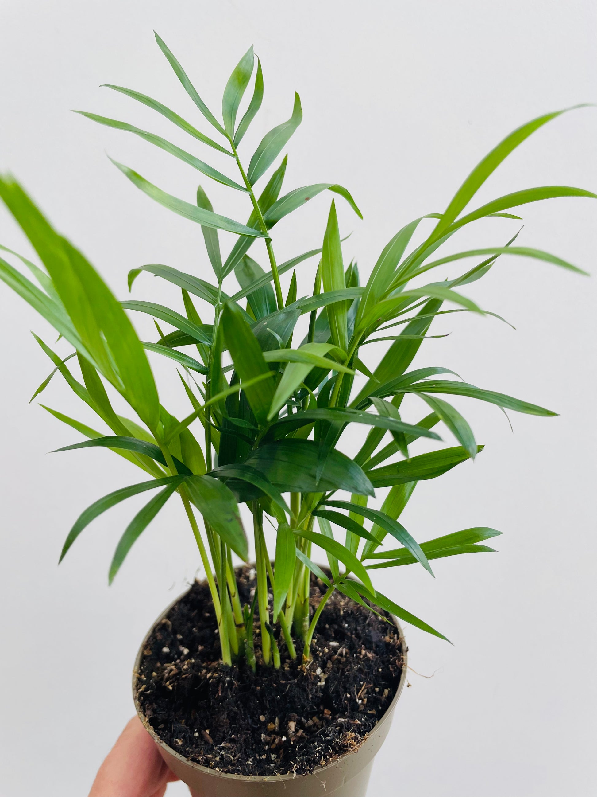 Bilde av Chamaedorea elegans-Spanne Plantesalg