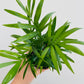 Bilde av Chamaedorea elegans-Spanne Plantesalg
