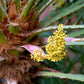 Bilde av Chamaerops humilis C1,5-Spanne Plantesalg
