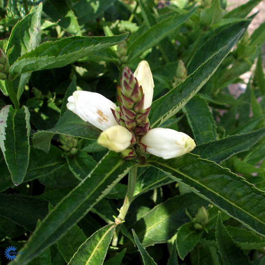 Bilde av Chelone obliqua 'Alba'-Spanne Plantesalg