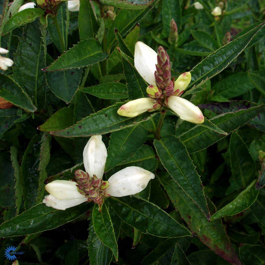 Bilde av Chelone obliqua 'Alba'-Spanne Plantesalg