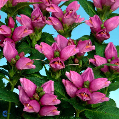 Bilde av Chelone Obliqua-Spanne Plantesalg