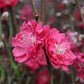 Bilde av Prunus persica 'Melred'-Spanne Plantesalg