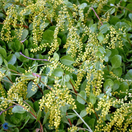 Bilde av Chiastophyllum oppositifolium-Spanne Plantesalg