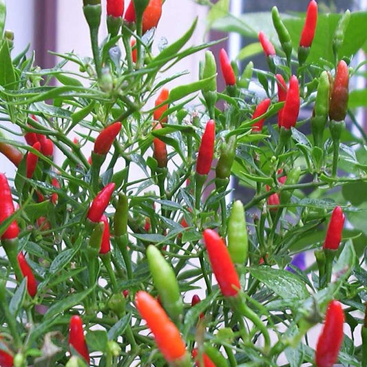 Bilde av CHILI THAI-Spanne Plantesalg