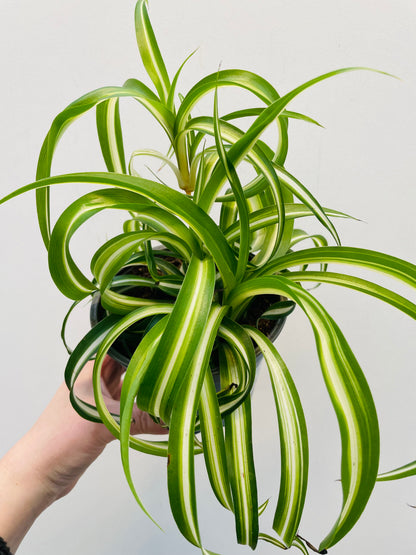 Bilde av Chlorophytum ‘Bonnie’-Spanne Plantesalg