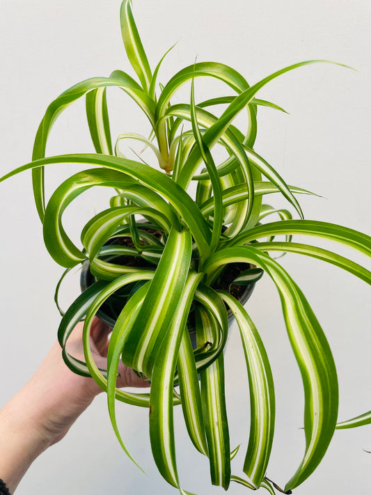 Bilde av Chlorophytum ‘Bonnie’-Spanne Plantesalg