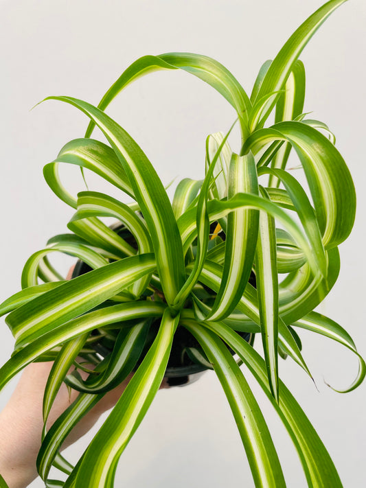 Bilde av Chlorophytum ‘Bonnie’-Spanne Plantesalg