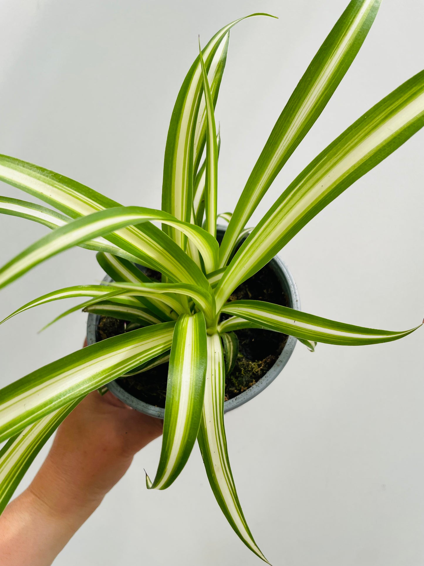 Chlorophytum comosum ‘Variegata’