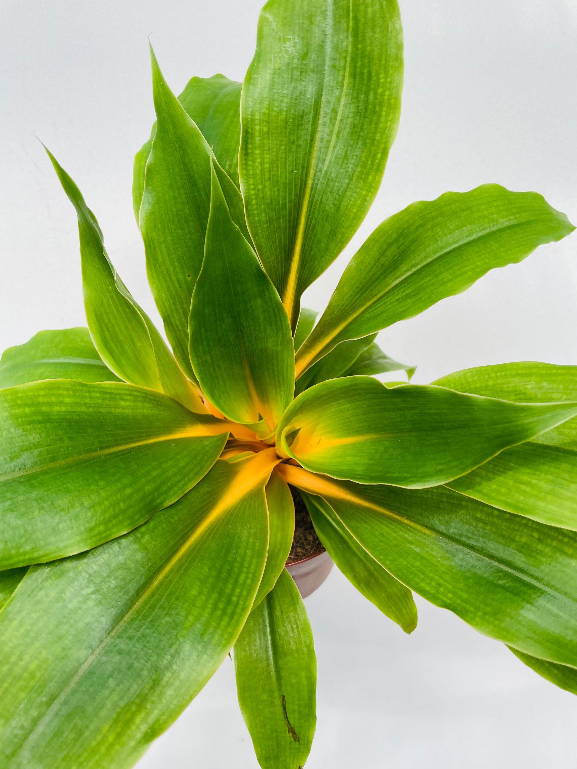 Bilde av Chlorophytum ‘Fire Flash’-Spanne Plantesalg