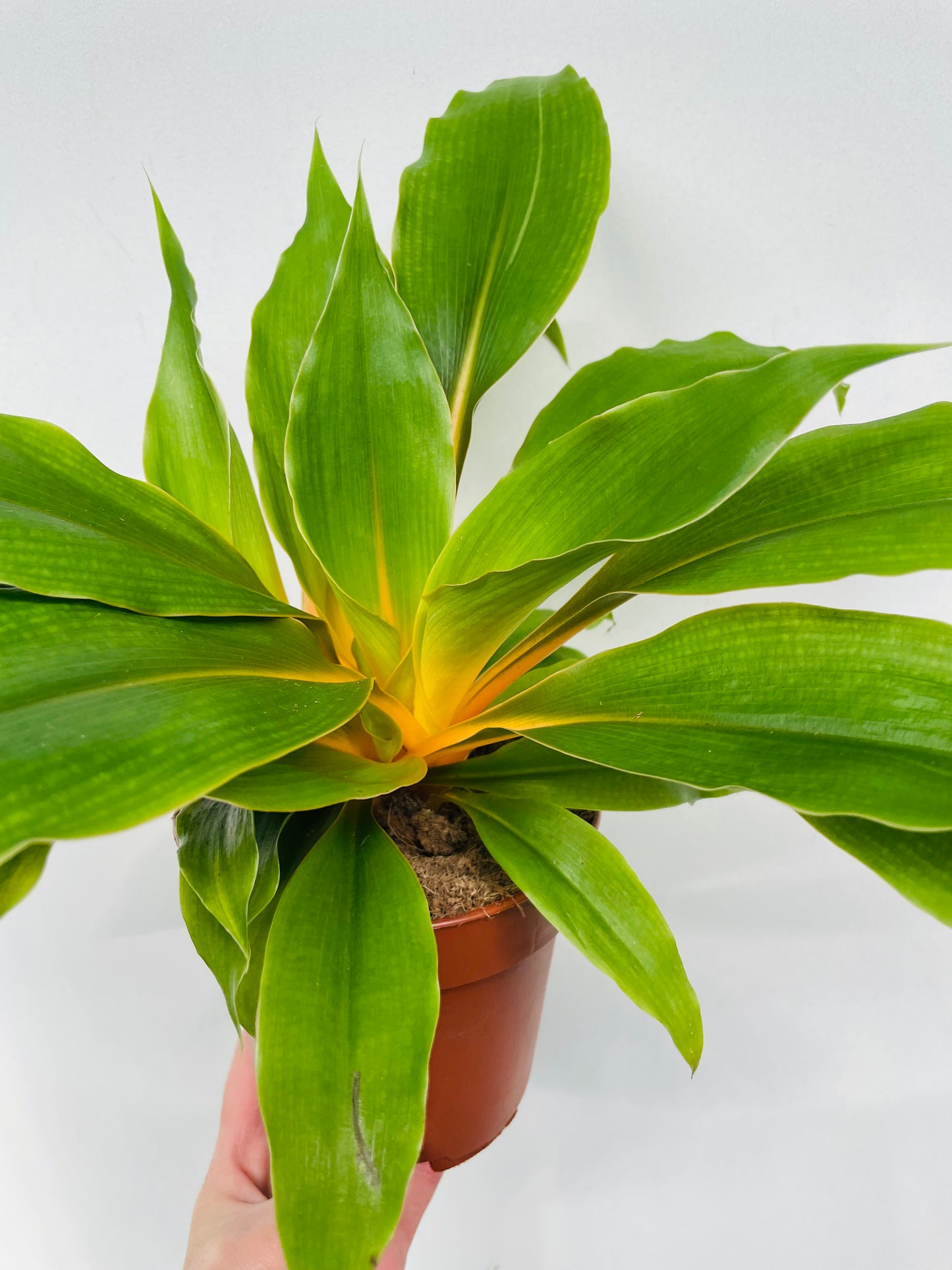Bilde av Chlorophytum ‘Fire Flash’-Spanne Plantesalg