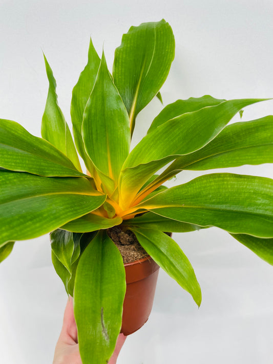 Bilde av Chlorophytum ‘Fire Flash’-Spanne Plantesalg
