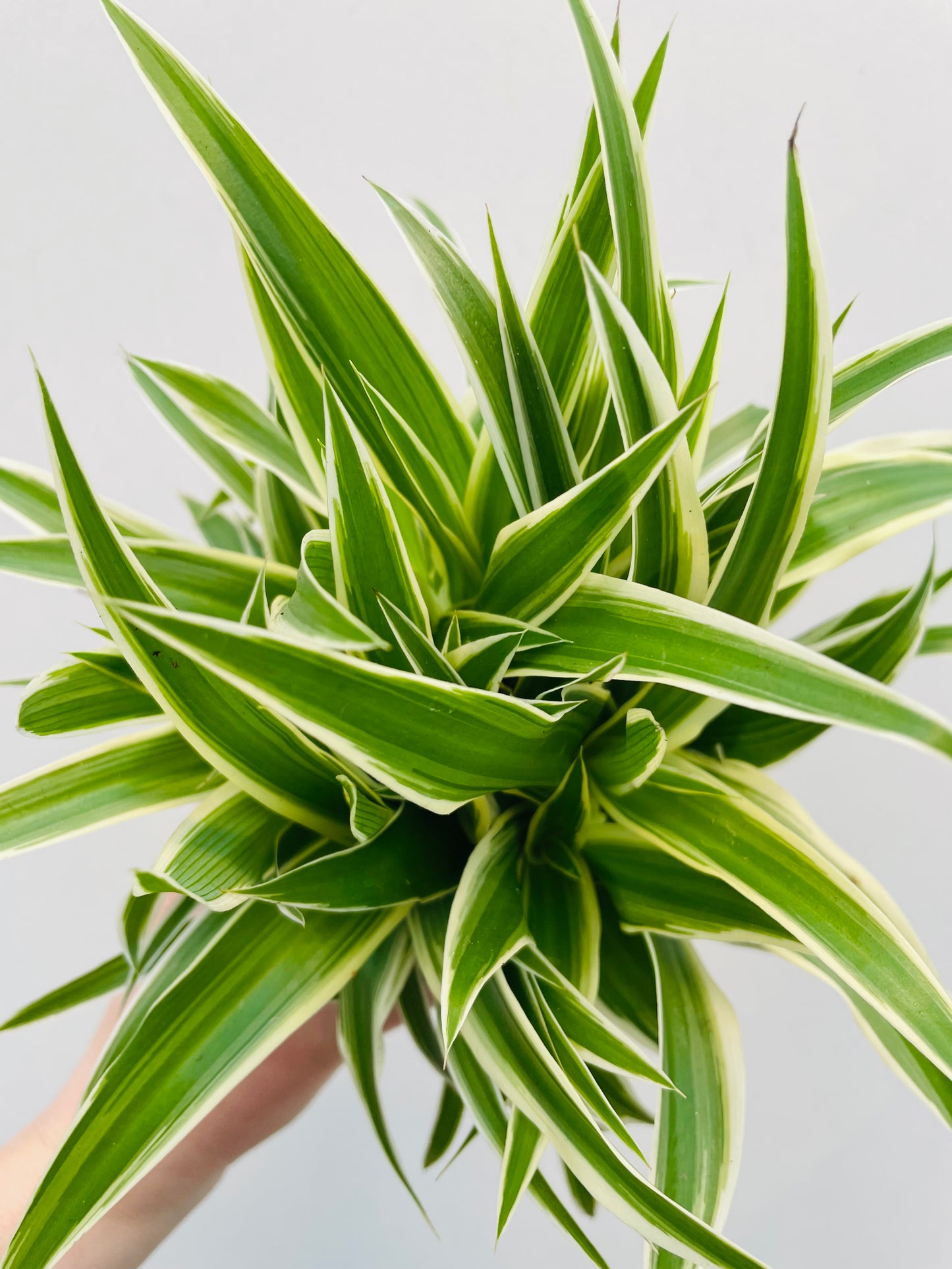 Bilde av Chlorophytum ‘Ocean’-Spanne Plantesalg