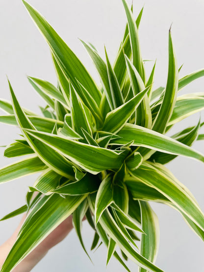 Bilde av Chlorophytum ‘Ocean’-Spanne Plantesalg